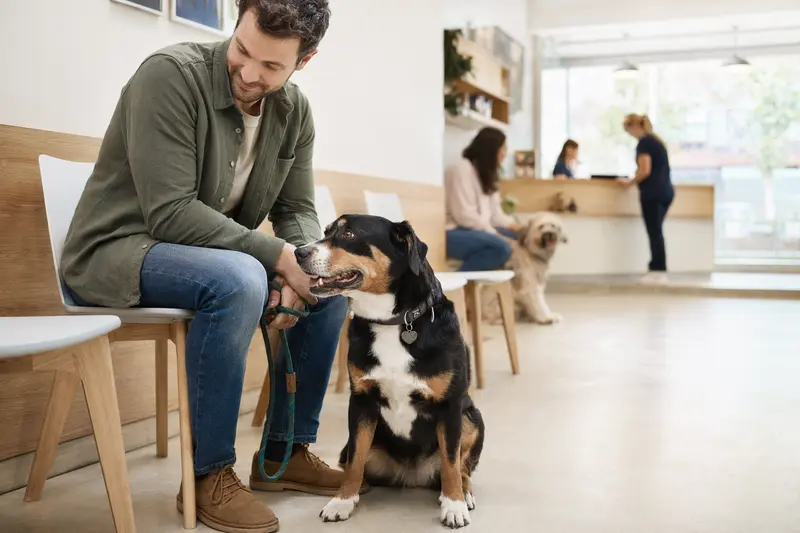 Entlebucher Sennenhund sitzt ruhig neben seinem Besitzer im hellen Wartezimmer einer modernen Tierarztpraxis.